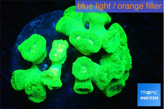 Caulastrea neon green 7-11 cm WYSIWYG acclimaté