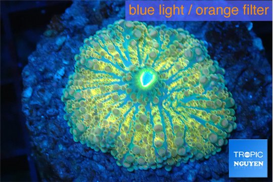 Ricordea yuma gold purple 3-5 cm WYSIWYG acclimaté