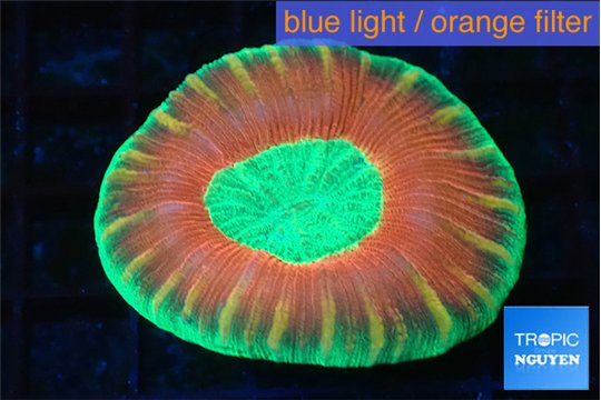 Trachyphyllia red green 3-6 cm WYSIWYG acclimaté