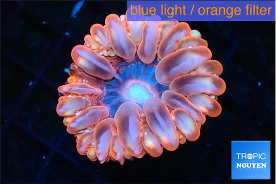 Cynarina red blue premium 5-8 cm WYSIWYG acclimaté