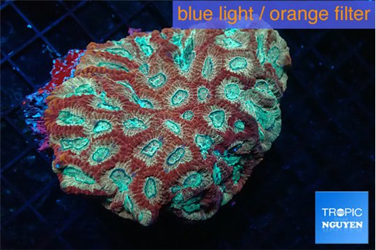 Favia red blue 6-10 cm WYSIWYG acclimaté