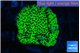 Montipora green 2-4 cm WYSIWYG acclimaté