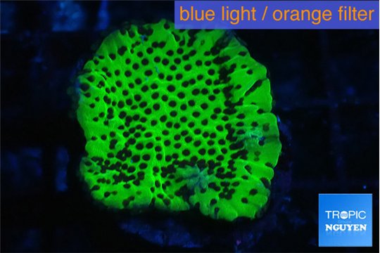 Montipora green 2-4 cm WYSIWYG acclimaté