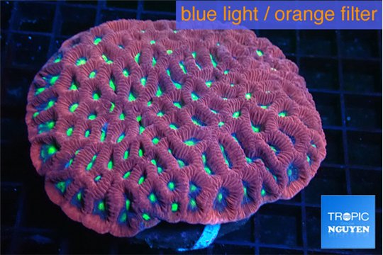 Favia red neon green spot 7-12 cm WYSIWYG acclimaté