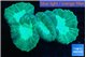 Caulastrea green 3-5 cm WYSIWYG acclimaté