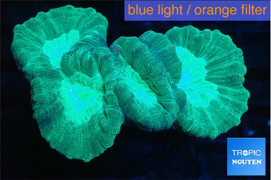 Caulastrea green 3-5 cm WYSIWYG acclimaté