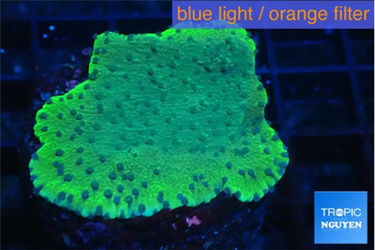 Montipora purple blue polyps 2-4 cm WYSIWYG acclimaté