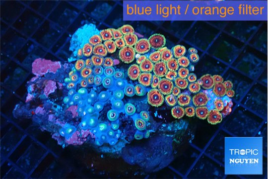 Zoanthus pink diamond 9-12 cm WYSIWYG acclimaté