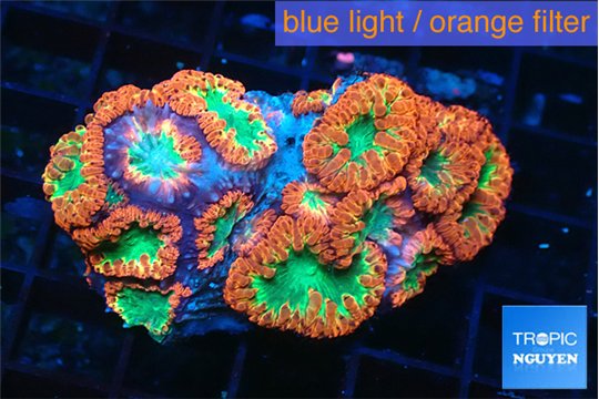 Blastomussa wellsi red green premium 6-8 cm WYSIWYG acclimaté