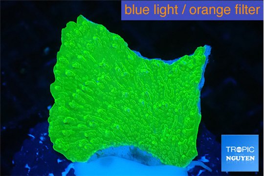 Montipora green cap 3-4 cm WYSIWYG acclimaté