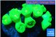 Caulastrea neon green 7-11 cm WYSIWYG acclimaté
