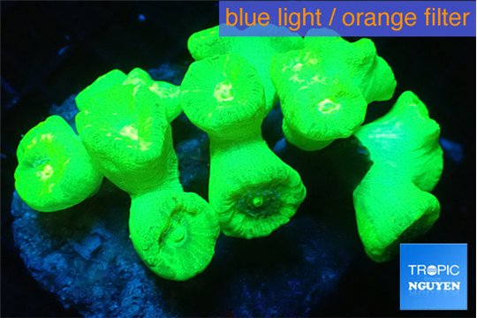 Caulastrea neon green 7-11 cm WYSIWYG acclimaté