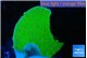 Montipora green cap 3-4 cm WYSIWYG acclimaté