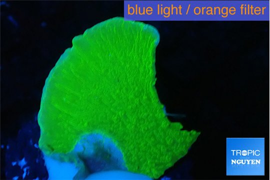 Montipora green cap 3-4 cm WYSIWYG acclimaté