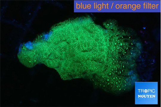 Leptoseris neon green 3-5 cm WYSIWYG acclimaté