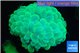 Plerogyra golden green 7-12 cm WYSIWYG acclimaté