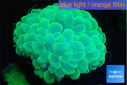 Plerogyra golden green 7-12 cm WYSIWYG acclimaté