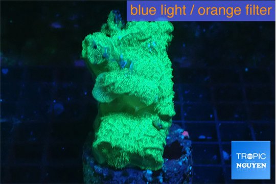 Leptoseris neon green 3-5 cm WYSIWYG acclimaté