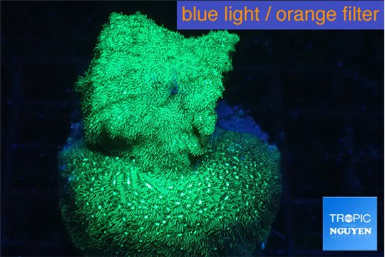 Leptoseris neon green 3-5 cm WYSIWYG acclimaté