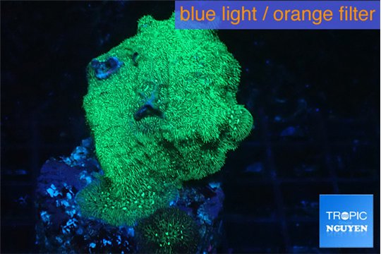 Leptoseris neon green 3-5 cm WYSIWYG acclimaté