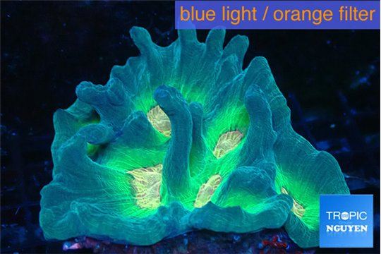 Pectinia orange earth 7-11 cm WYSIWYG acclimaté