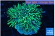 Pachyclavularia neon green 4-5 cm WYSIWYG acclimaté