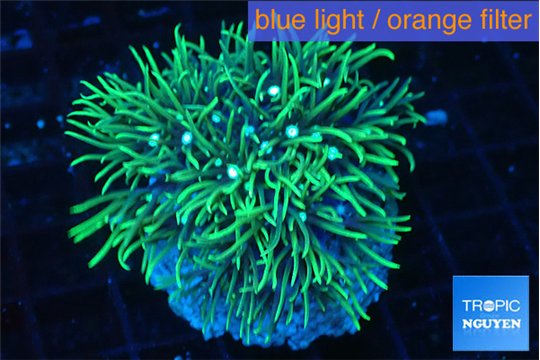 Pachyclavularia neon green 4-5 cm WYSIWYG acclimaté