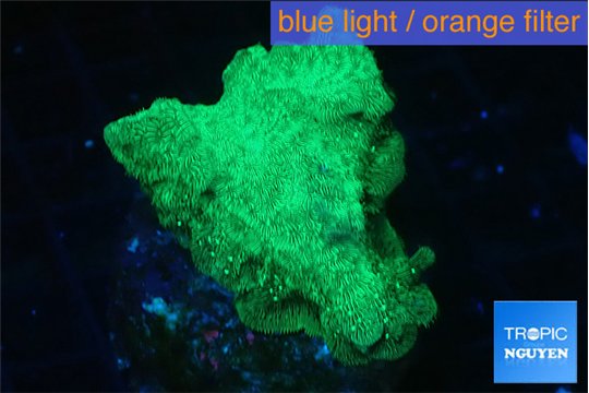 Leptoseris neon green 3-5 cm WYSIWYG acclimaté