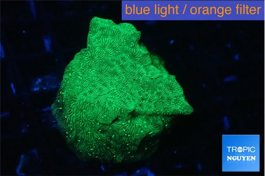 Leptoseris neon green 3-5 cm WYSIWYG acclimaté