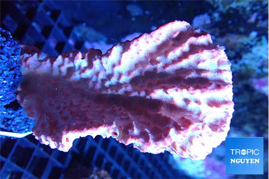 Red sponge (no symbiotic) 7-12 cm WYSIWYG acclimaté