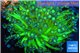 Goniopora green blue 5-10 cm WYSIWYG acclimaté