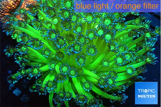 Goniopora green blue 5-10 cm WYSIWYG acclimaté