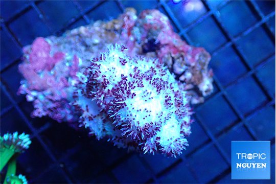 Nephtya pink purple 7-12 cm WYSIWYG acclimaté