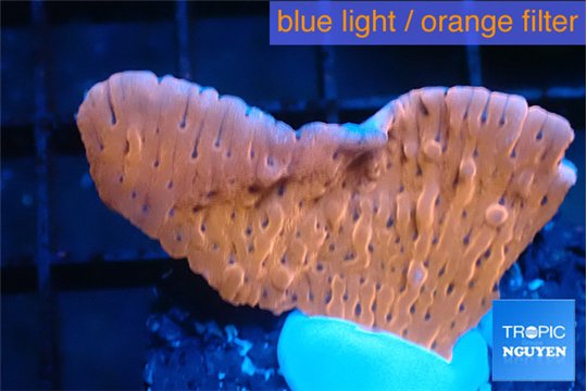 Montipora phoenix 3-4 cm WYSIWYG acclimaté