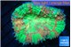 Lobophyllia apple green 6-9 cm WYSIWYG acclimaté