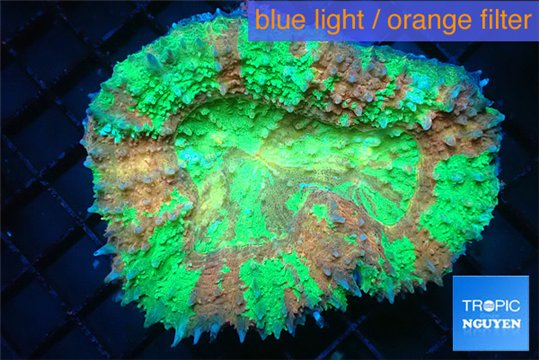 Lobophyllia apple green 6-9 cm WYSIWYG acclimaté