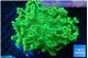 Goniopora green golden tips 5-10 cm WYSIWYG acclimaté