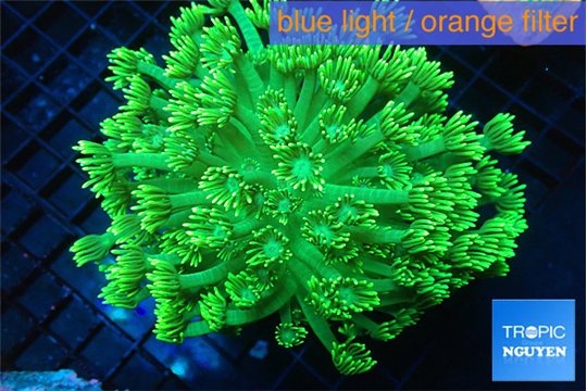 Goniopora green golden tips 5-10 cm WYSIWYG acclimaté