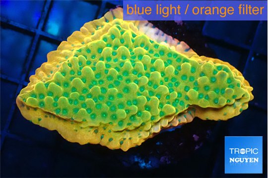 Montipora rainbow phoenix 3-4 cm WYSIWYG acclimaté