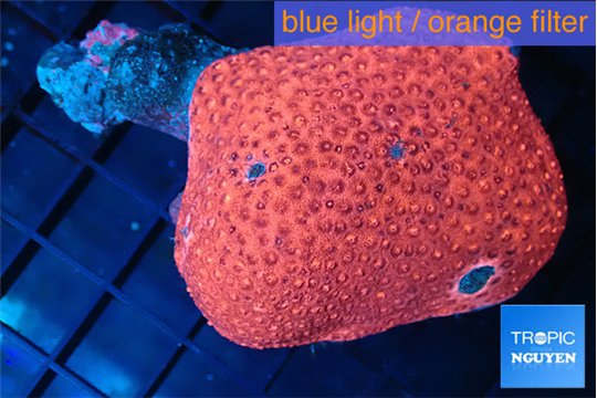 Goniopra red 5-10 cm WYSIWYG acclimaté