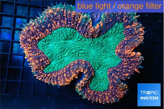 Lobophyllia red green 7-12 cm WYSIWYG acclimaté