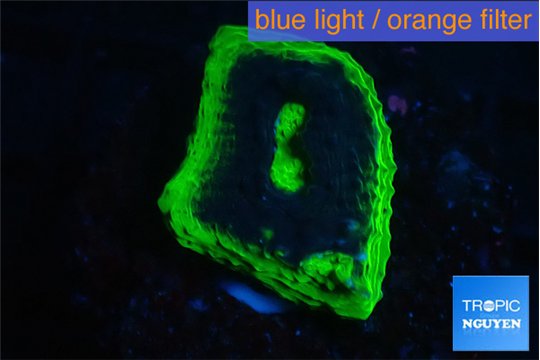 Echinophyllia green ufo 3-4 cm WYSIWYG acclimaté