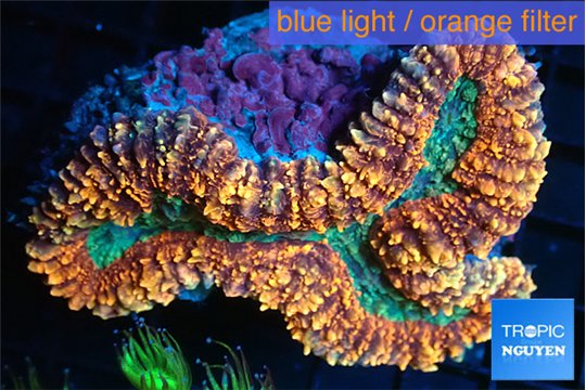 Lobophyllia red green 7-12 cm WYSIWYG acclimaté