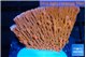 Montipora phoenix 3-4 cm WYSIWYG acclimaté