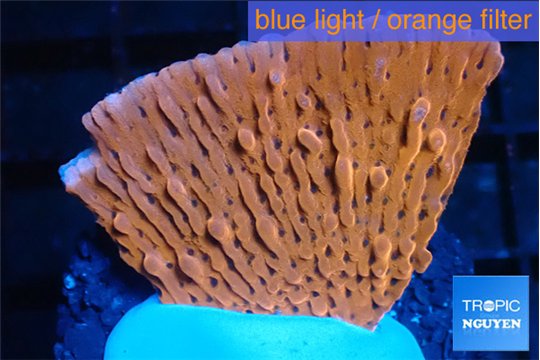 Montipora phoenix 3-4 cm WYSIWYG acclimaté