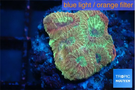 Favia pink golden 2-4 cm WYSIWYG acclimaté