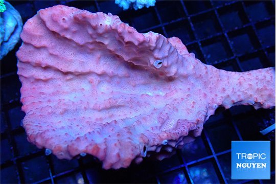 Orange sponge 7-12 cm WYSIWYG acclimaté