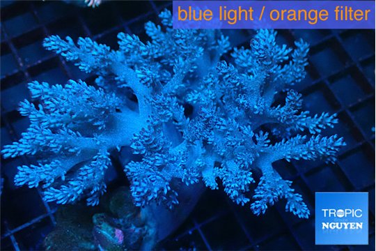 Capnella 7-14 cm WYSIWYG acclimaté