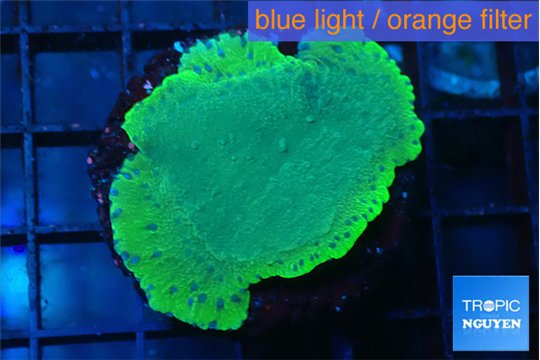 Montipora purple blue polyps 3-4 cm WYSIWYG acclimaté