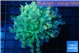Goniopora green golden tips 5-10 cm WYSIWYG acclimaté